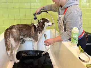 Bone Dog Boutique & Self-Serve Dog Wash