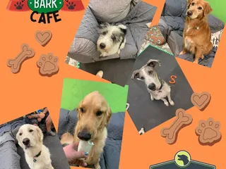 Central Park Dog Day Care