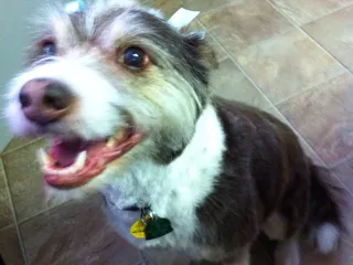 Dog Gone Cute Pet Salon