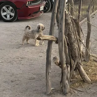 Fearless guard dog