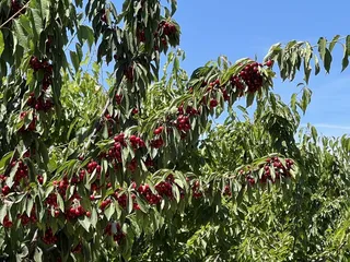 Diablo Cherries
