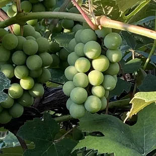 Vineyard
