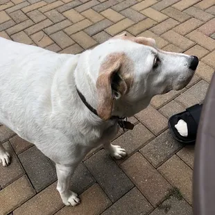 Adorable doggo that will come visit you.