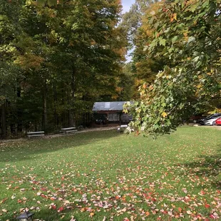 fall leaves on the lawn