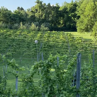 Vineyard