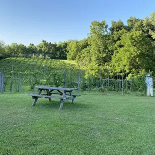 Back vineyard