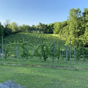 Vineyard