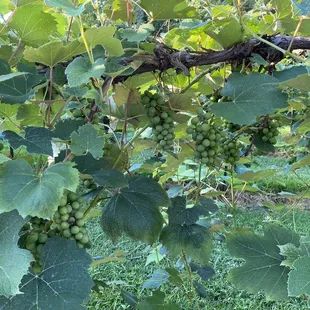 Grapes