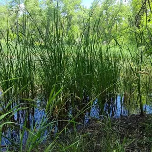 Wetlands