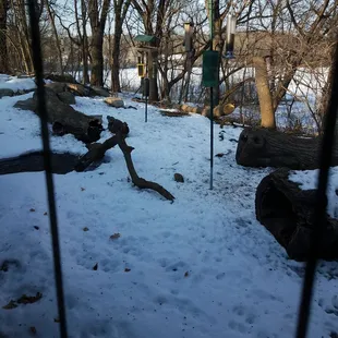 Squirrels everywhere