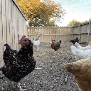 Chickens!