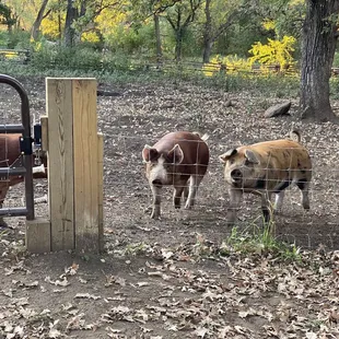 Oink oink! The pigs will come to greet you when they see you approach!