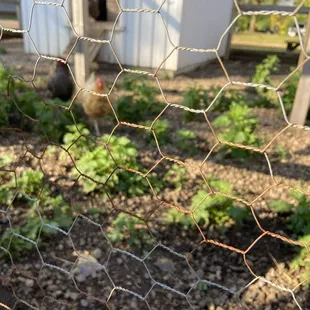Chickens!