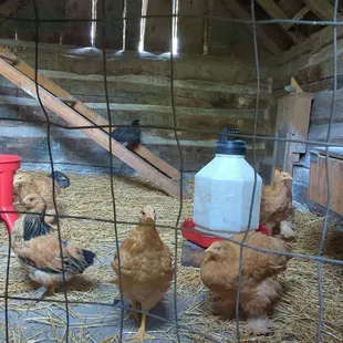 Chickens saying hello to visitors