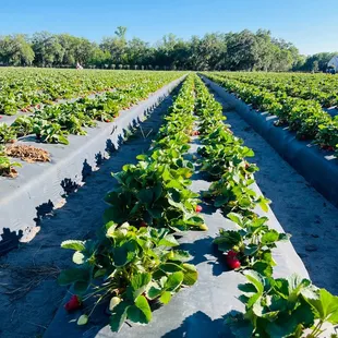 rows of strawberries in a field
