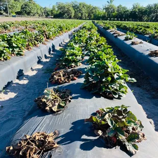 rows of strawberries in a field