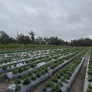 Strawberry field