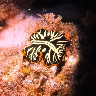 tiger flatworm