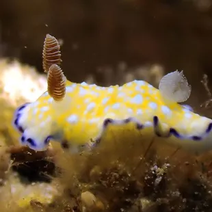 white bump nudibranch
