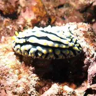 fried egg nudibranch