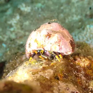 hermit crab