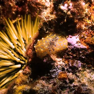 Goldlace Nudibranch