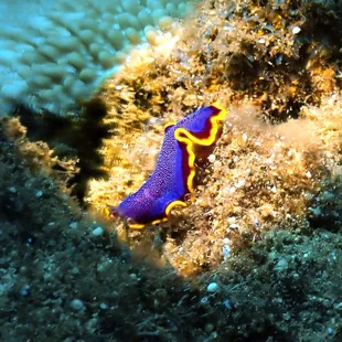 fuschia flatworm