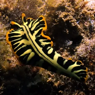 tiger flatworm