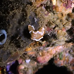 Whitemargin Nudibranch
