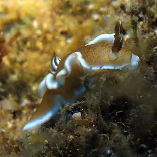 white margin nudibranch