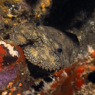 slipper lobster