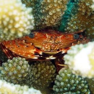 hawaiian swimming crab