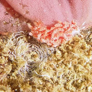 egg eating nudibranch