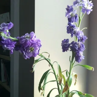 J M.