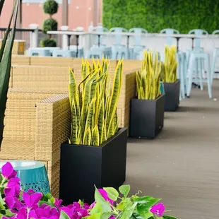 Our new rooftop deck.