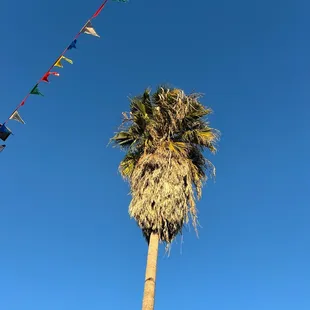 a tall palm tree with colorful flags in the background