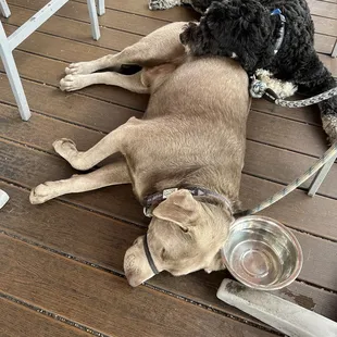 Our dogs enjoying a nice summer  day at Thunderbird Bar and Grill.