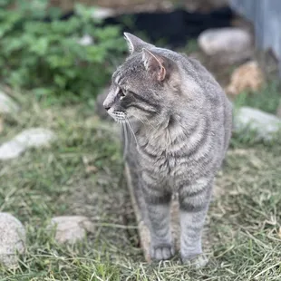 Handsome big boy kitty!