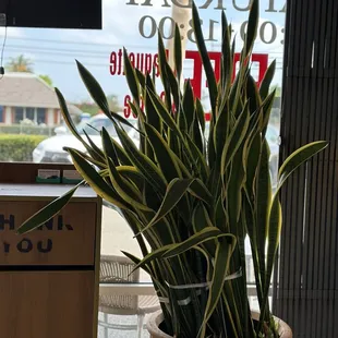 sushi and sashimi, interior