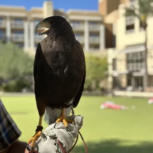 Harris Hawk to keep birds away from restaurants