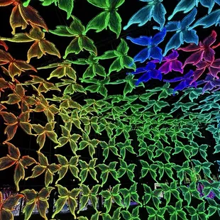 Butterflies everywhere