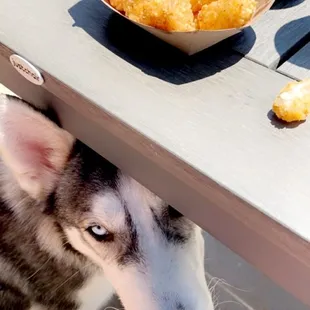 Dog friendly patio!