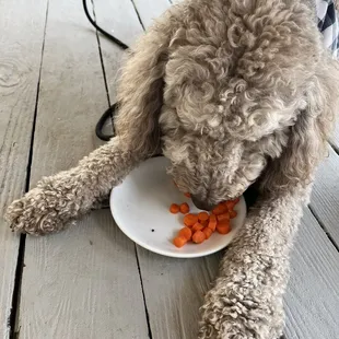 a dog eating carrots
