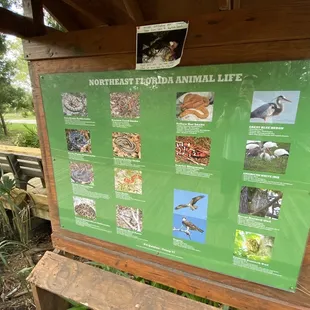 Types of animal life in the area