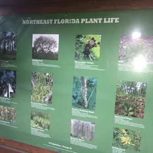 Northeast Florida Plant Life