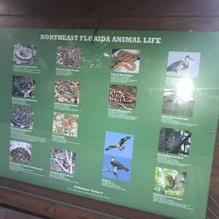 Northeast Florida Animal Life