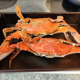 Jumbo size crabs