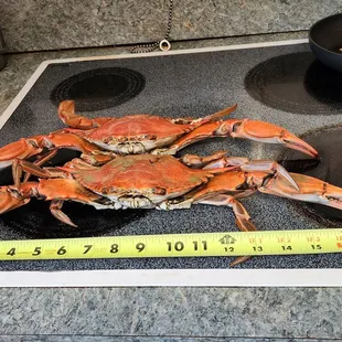 Jumbo size crabs