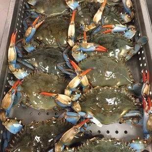 Jumbo female Crabs