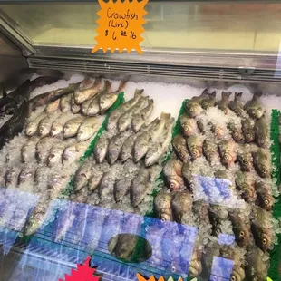 Fresh fish